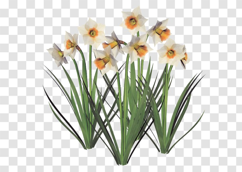 Daffodil Flowerpot Cut Flowers Jonquille Garden - Spring Scenery Transparent PNG