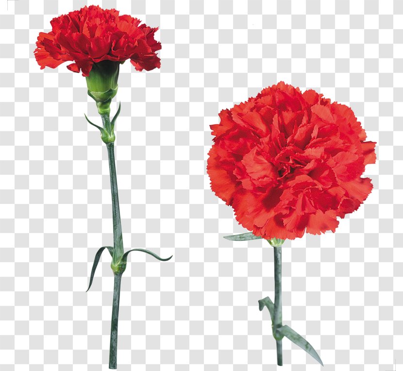 Carnation Flower Clip Art Image - Petal Transparent PNG