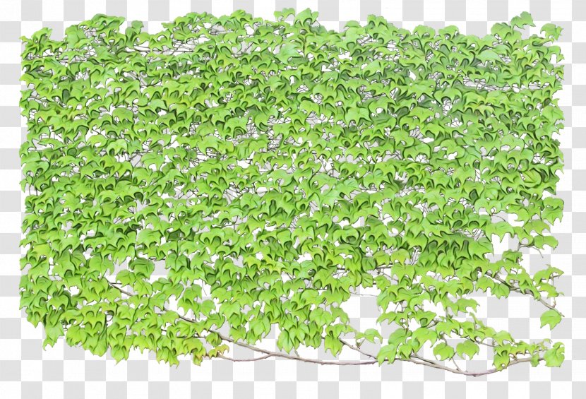 Green Grass Background - Perennial Plant - Annual Transparent PNG