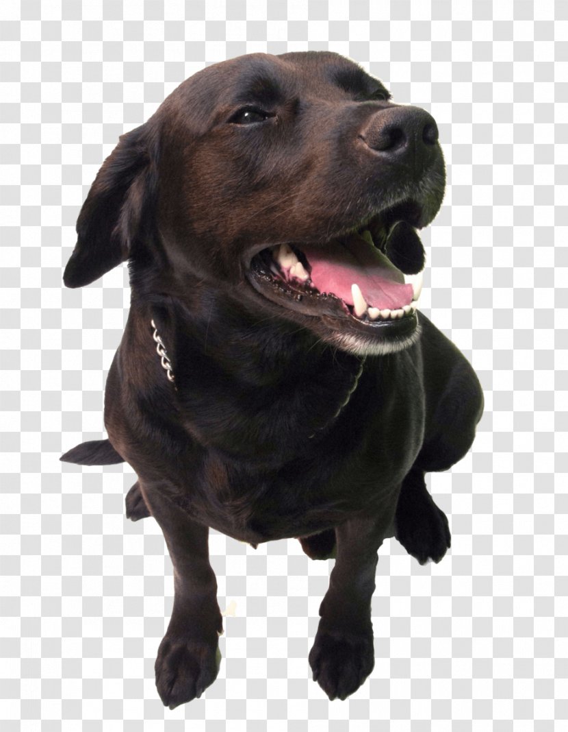 Labrador Retriever Plott Hound Dog Breed Golden Puppy - Crossbreeds - Claw Free Buckle Chart Transparent PNG