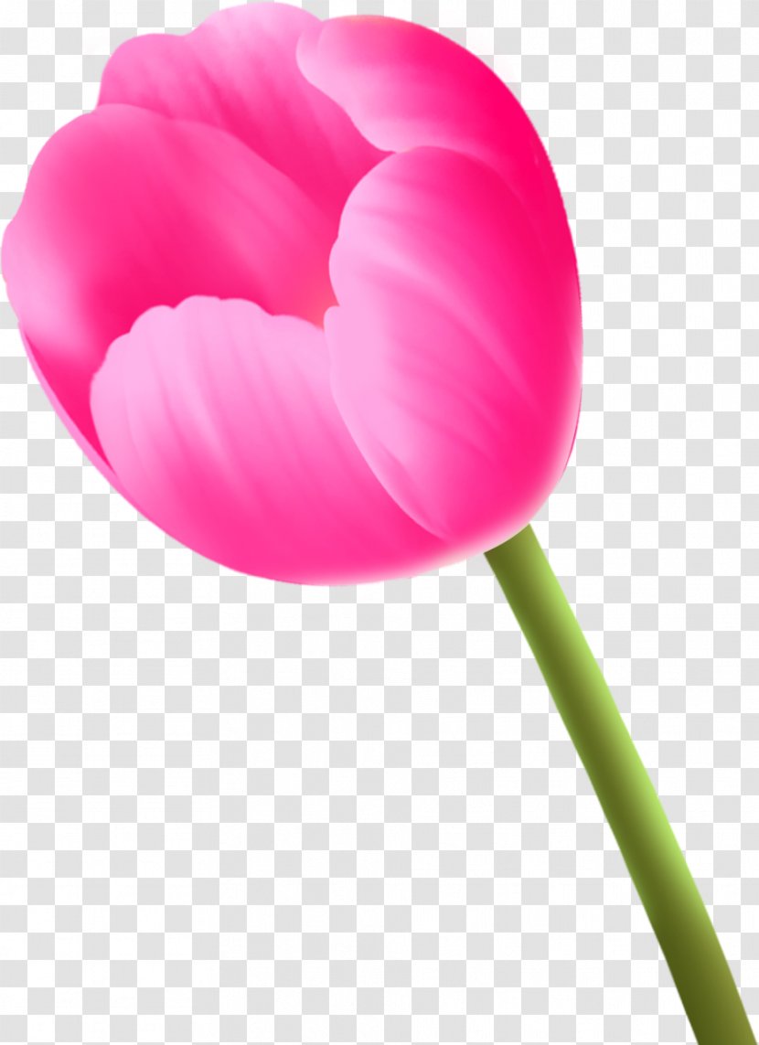 Tulip Cut Flowers Clip Art - Magenta - Tulips Transparent PNG