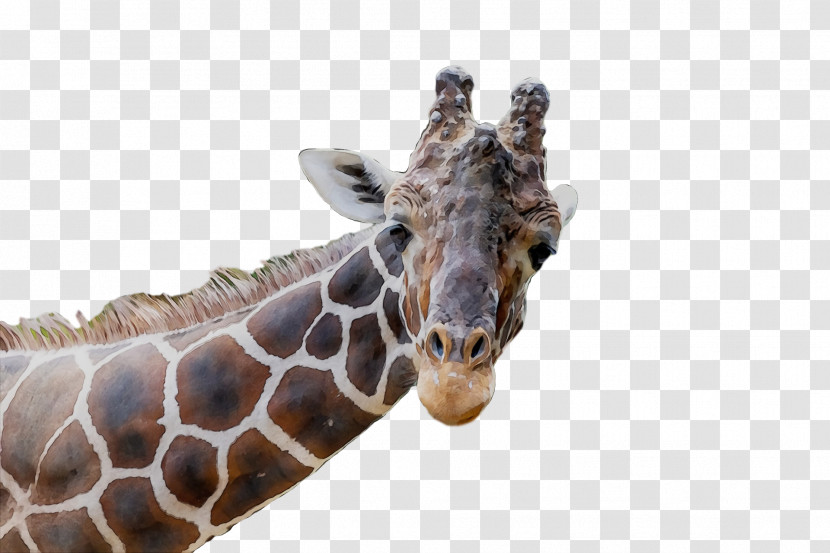 Giraffe Snout Biology Science Transparent PNG