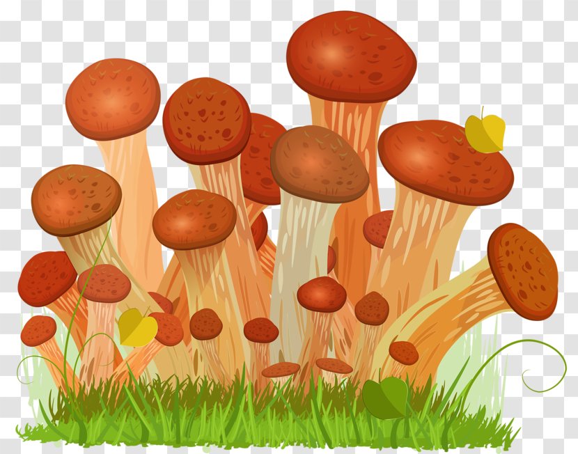 Honey Fungus Edible Mushroom Euclidean Vector Drawing - Food - Hand Drawn Mushrooms Transparent PNG