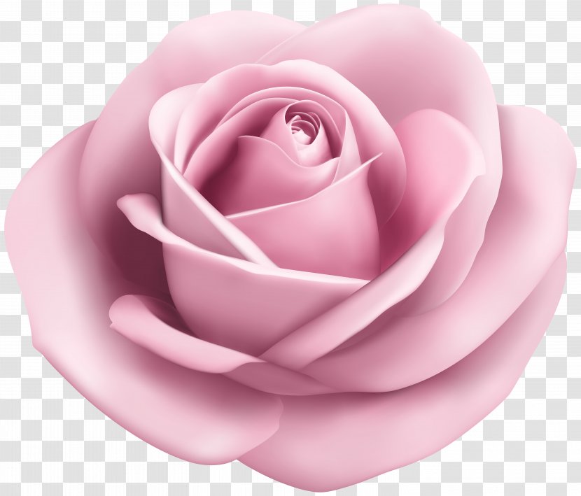 Beach Rose Clip Art - Family - Soft Pink Transparent Image Transparent PNG