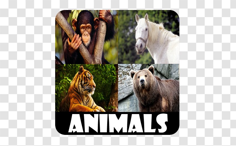 Animal Sounds For Kids Android - Organism Transparent PNG