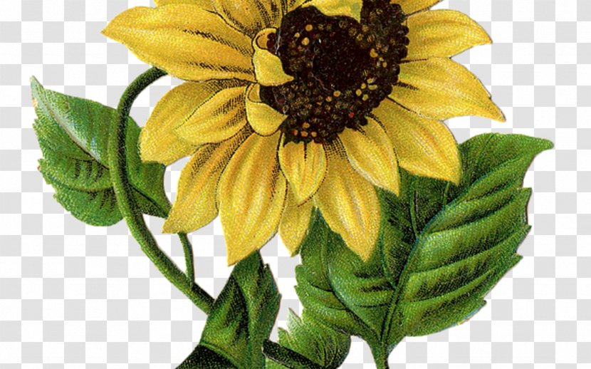 Drawing Of Family - Canvas - Annual Plant Blackeyed Susan Transparent PNG