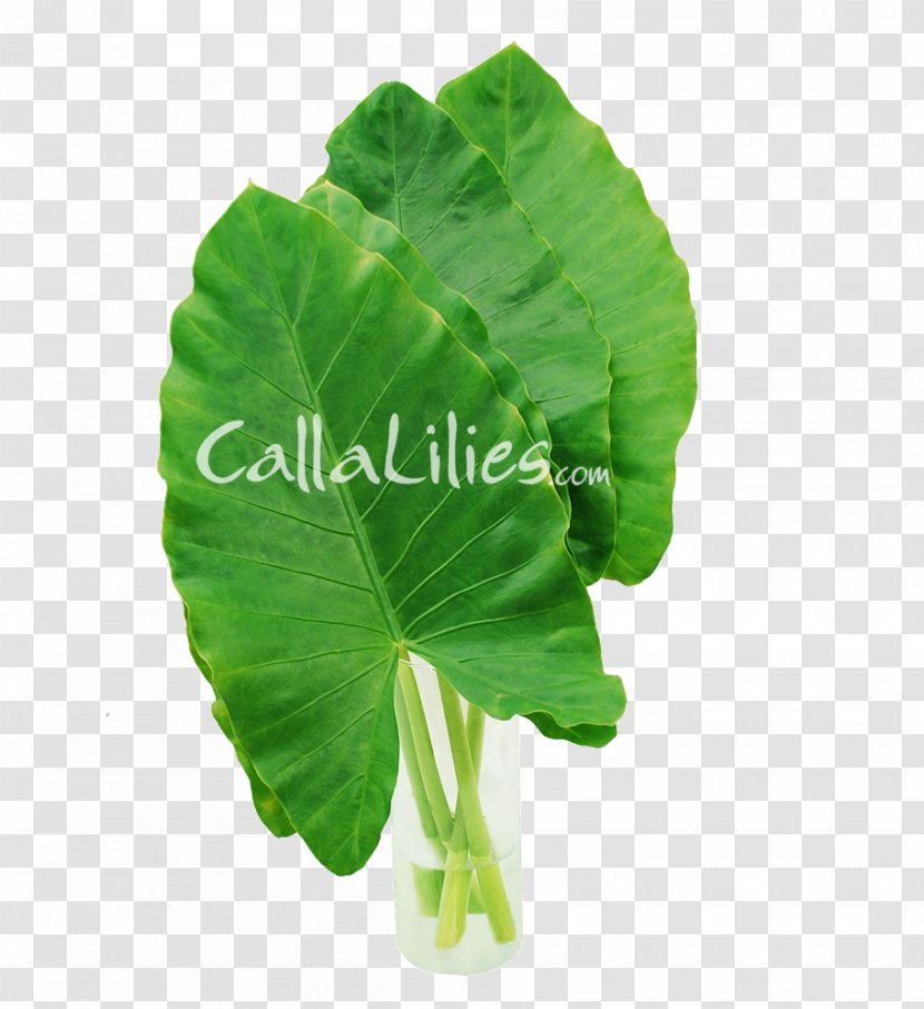 Leaf Vegetable Taro Alocasia Plant Stem - Monstera Transparent PNG