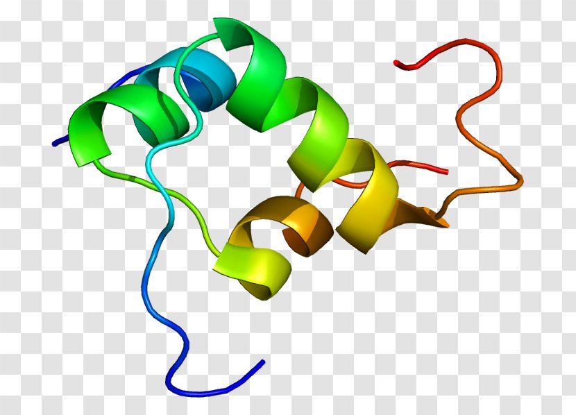 INSL3 Gene Protein Hormone Wikipedia - Frame - Watercolor Transparent PNG