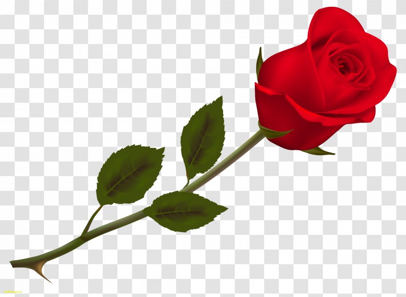 Valentine's Day Rose Propose SMS - Picture Transparent PNG
