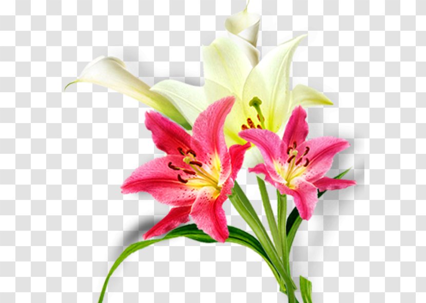Floral Design Lilium Cut Flowers Flower Bouquet Daylily - Lily Transparent PNG
