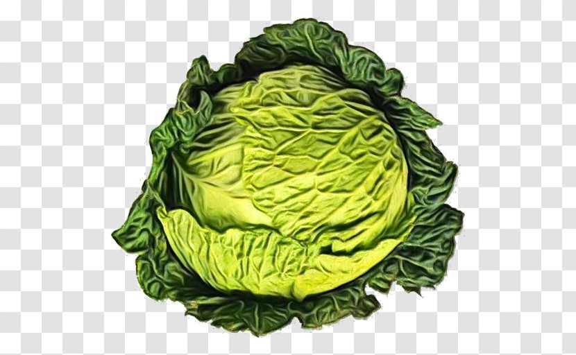 Cabbage Green Savoy Vegetable Leaf - Cruciferous Vegetables - Plant Transparent PNG
