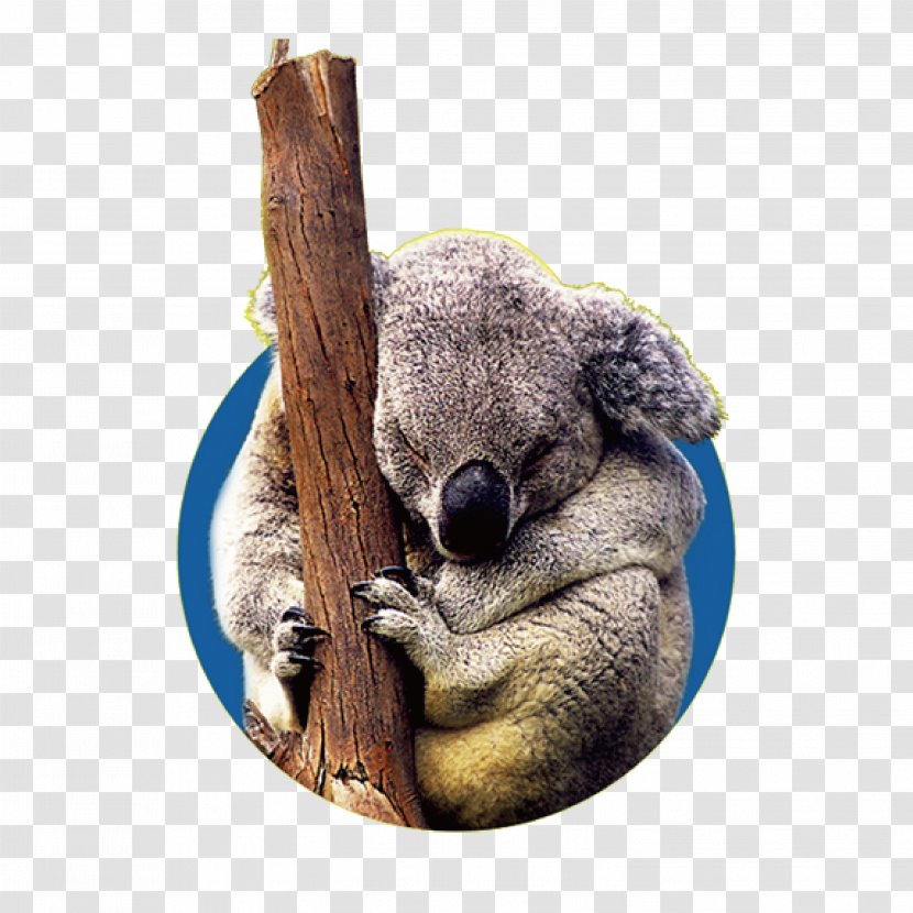 Koala User Interface Design - Kangaroo - Wild Koalas Transparent PNG