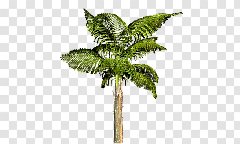 Attalea Speciosa Arecaceae Tree Coconut Houseplant - Plant Transparent PNG