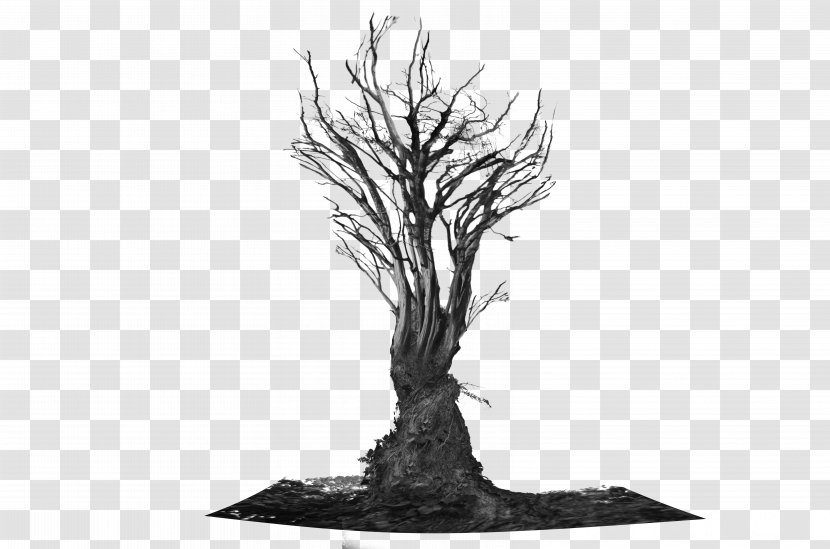 Salix Integra Tree Root Trunk - Branch Transparent PNG