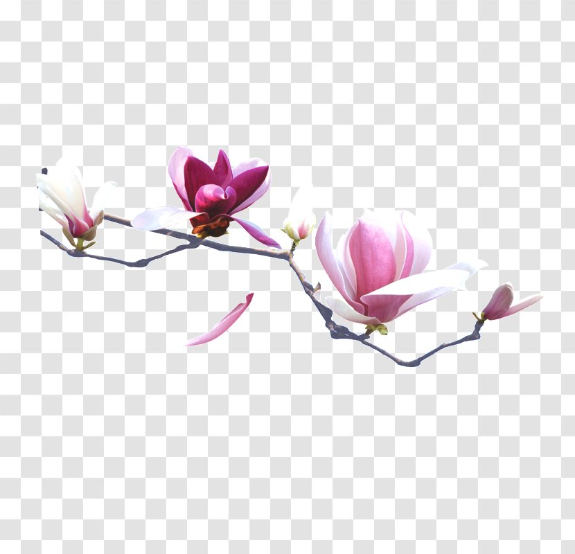 China - Petal - Blossom Transparent PNG