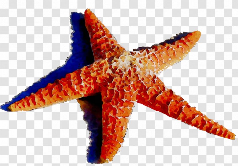 Starfish Echinoderm Orange S.A. - Marine Biology Transparent PNG