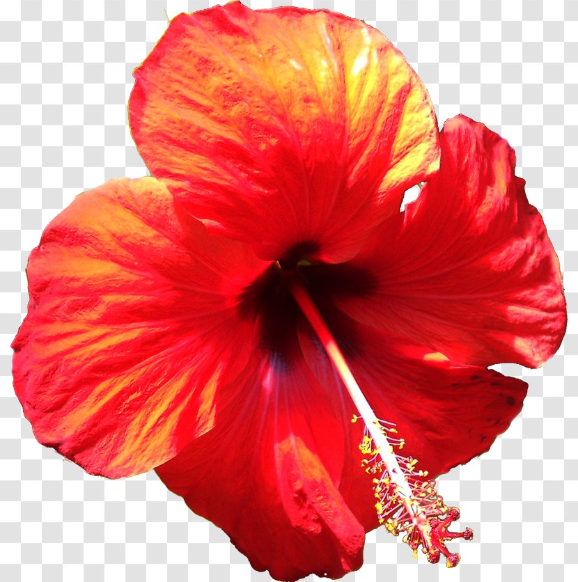 Shoeblackplant Hibiscus - Petal - Flower Transparent PNG