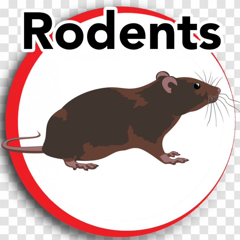 Rat Gerbil Rodent Clip Art House - Rats Pests Transparent PNG