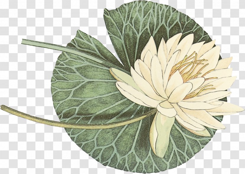 Lily Flower Cartoon - Wildflower - Water Anthurium Transparent PNG