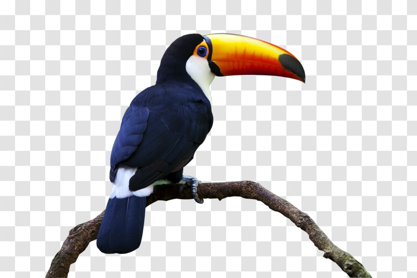 Bird Keel-billed Toucan Parrot Beak Piciformes Transparent PNG