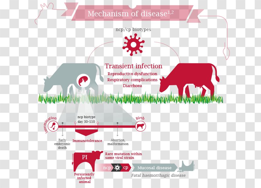 Bovine Viral Diarrhea Netherlands Clip Art - Herd - Farmacy Transparent PNG
