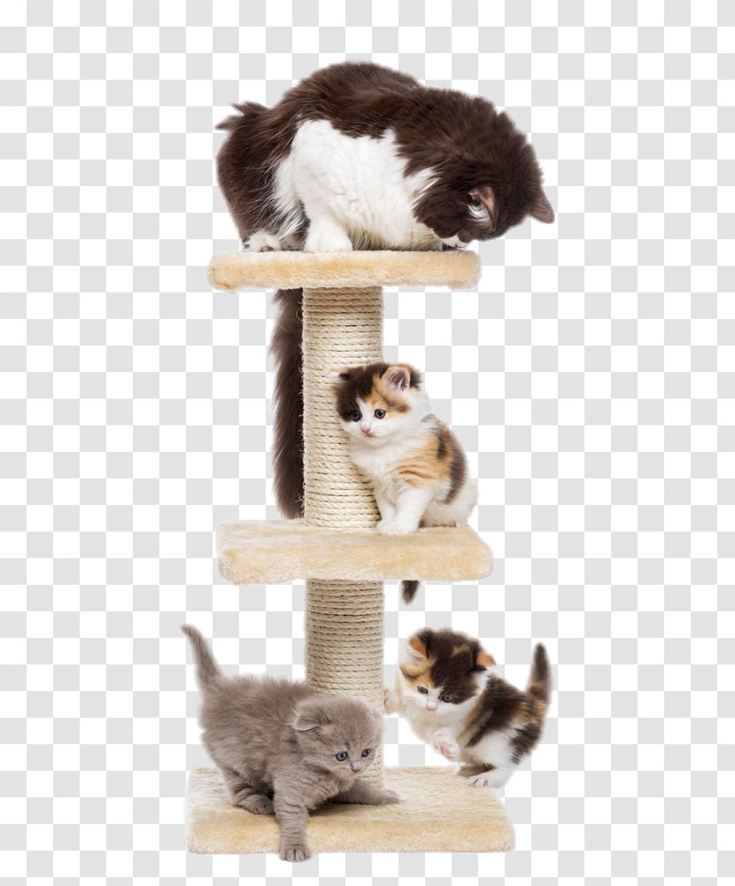 Scottish Fold Kitten Puppy Dog Cat Tree - Two Cute Cats Transparent PNG