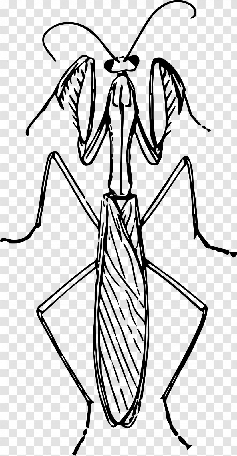 Mantis Insect Praying Hands Drawing Clip Art - Monochrome Photography - Pray Transparent PNG