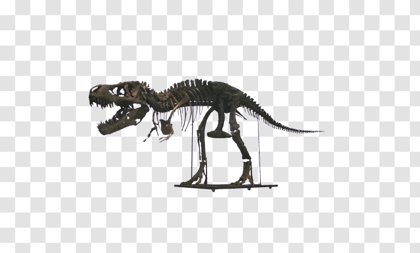 Tyrannosaurus Velociraptor Extinction Terrestrial Animal - Squelette Transparent PNG