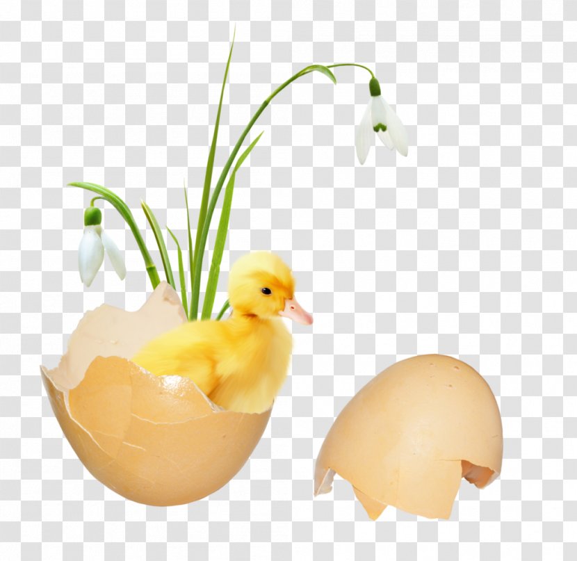 Duck Egg Beak - Bird Transparent PNG