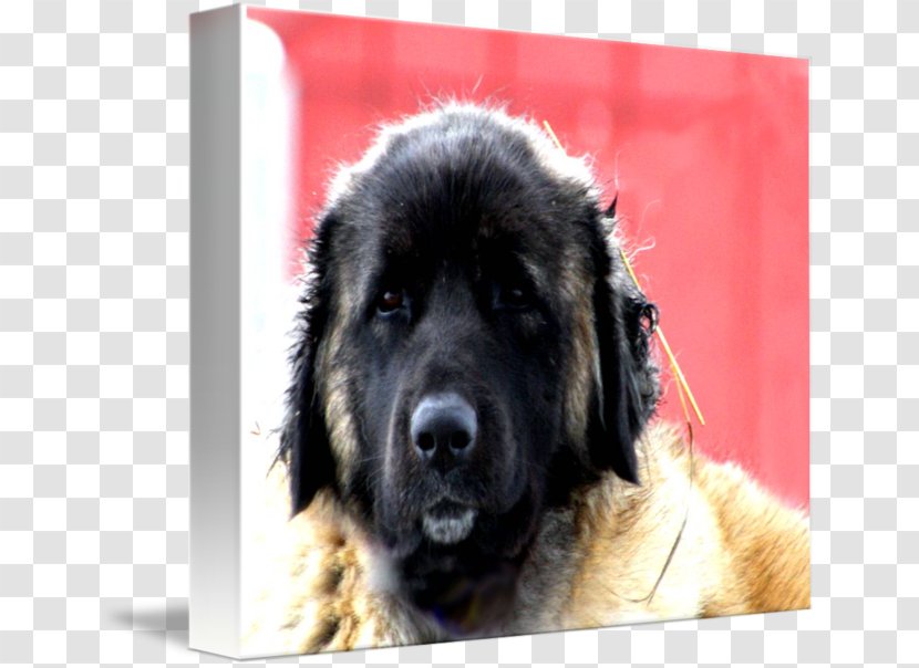 Estrela Mountain Dog Caucasian Shepherd Sarplaninac Leonberger Newfoundland - Breed - In Kind Transparent PNG