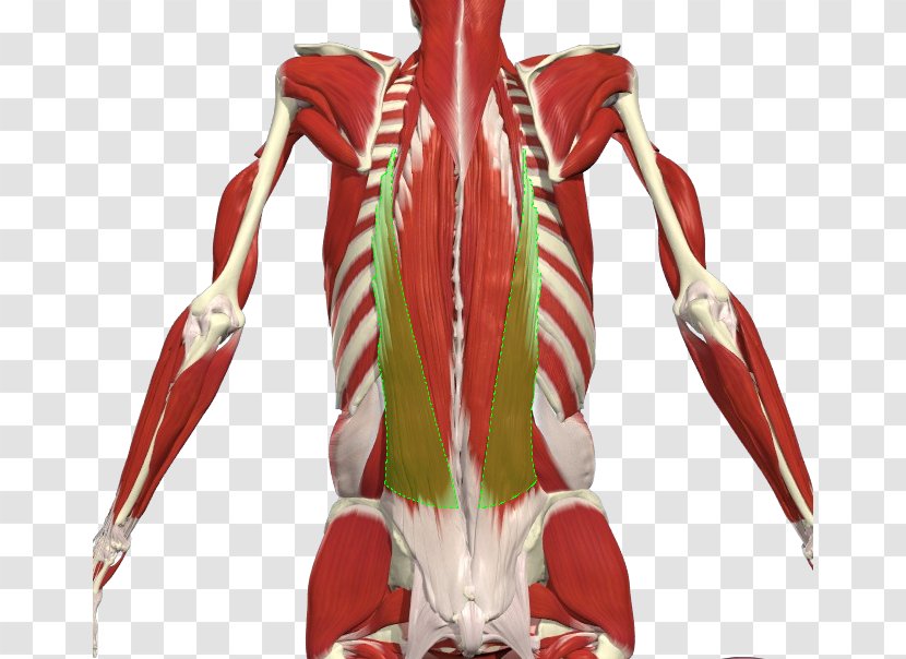 Erector Spinae Muscles Iliocostalis Ligament Vertebral Column - Silhouette - Heart Transparent PNG