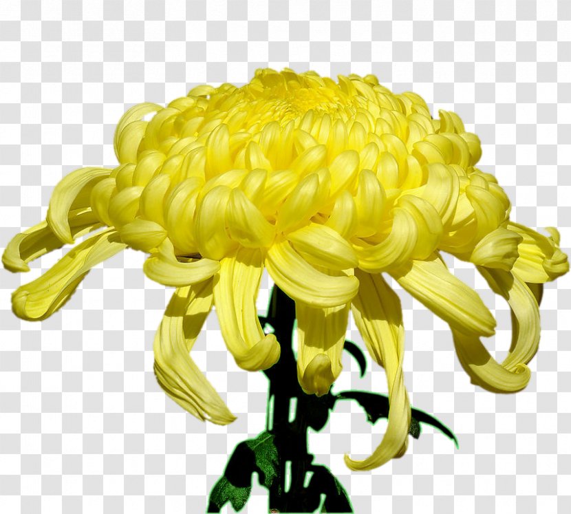 Glebionis Coronaria Yellow Illustration - Button - Chrysanthemum Transparent PNG