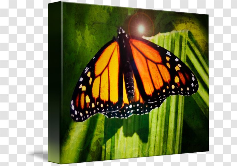 Monarch Butterfly Pieridae Nymphalidae Milkweeds - Glossy Butterflys Transparent PNG