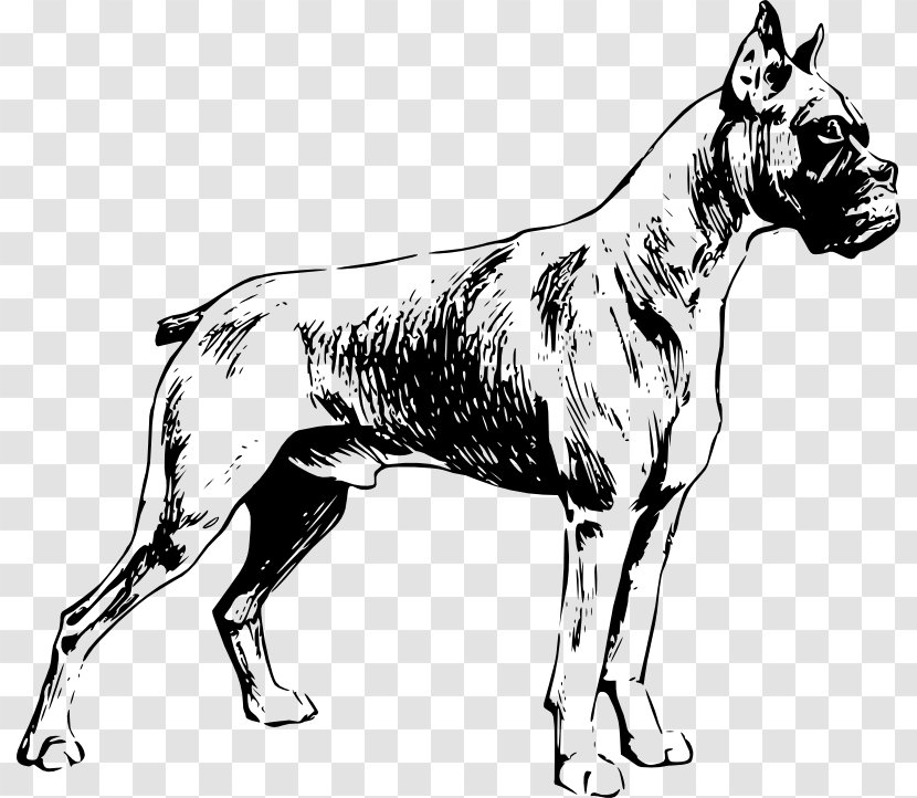 Boxer Puppy Drawing Clip Art - Dog Like Mammal - Outline Of A Transparent PNG