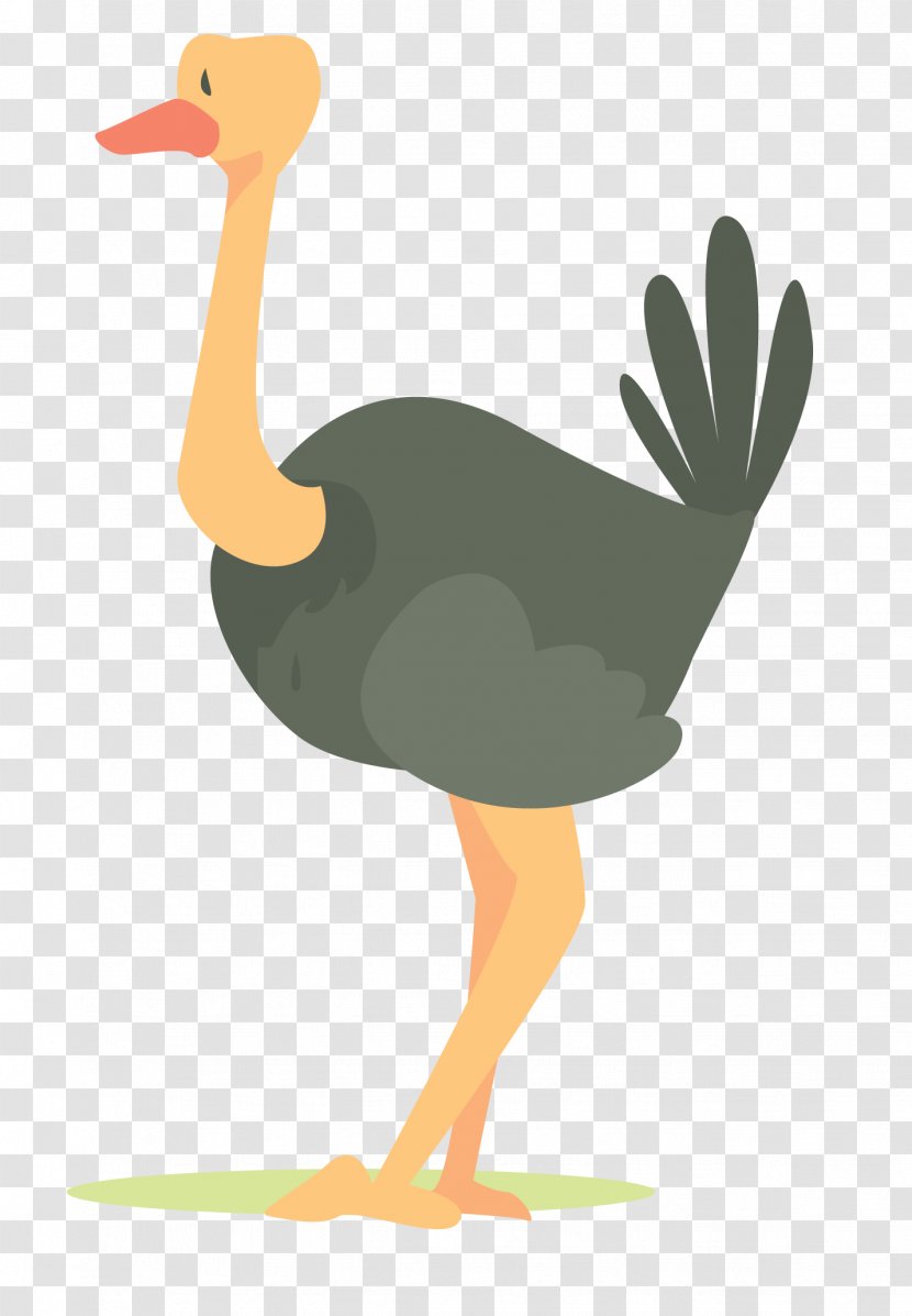 Common Ostrich Bird Clip Art - Ducks Geese And Swans - African Transparent PNG