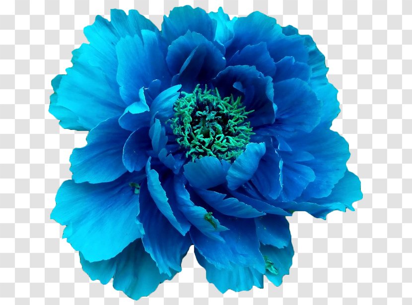 Moutan Peony Blue Flower Clip Art - Electric Transparent PNG