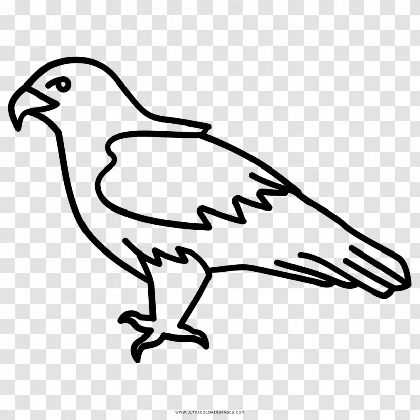 Bald Eagle Bird Drawing Clip Art Transparent PNG