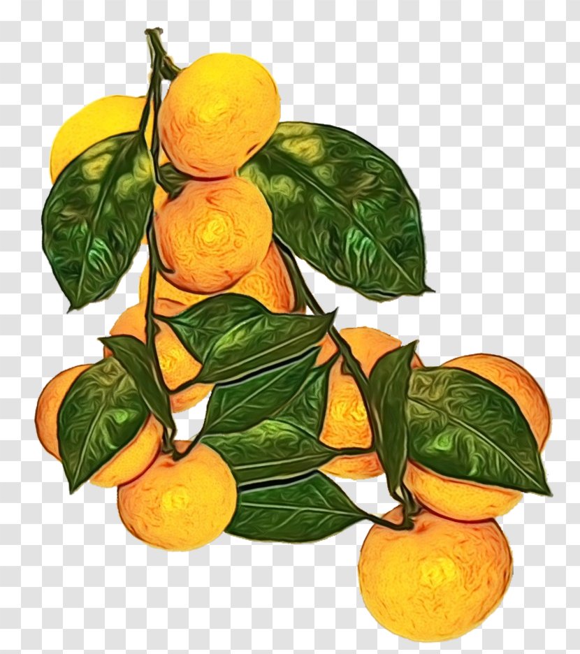 Lemon Tree - Calamansi - Flower Anthurium Transparent PNG