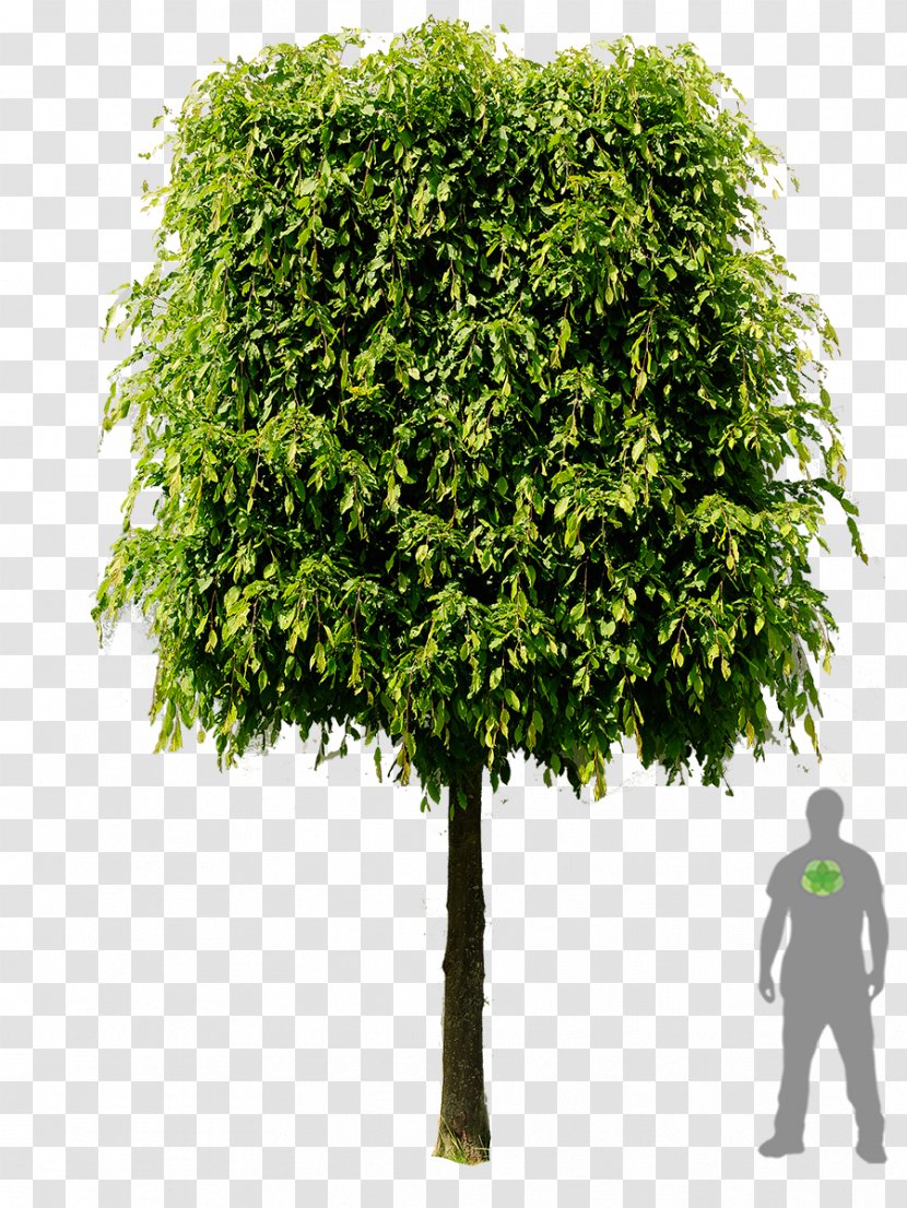 Carpinus Betulus Espalier Tree Branch Evergreen - European Beech - Rhododendron Transparent PNG