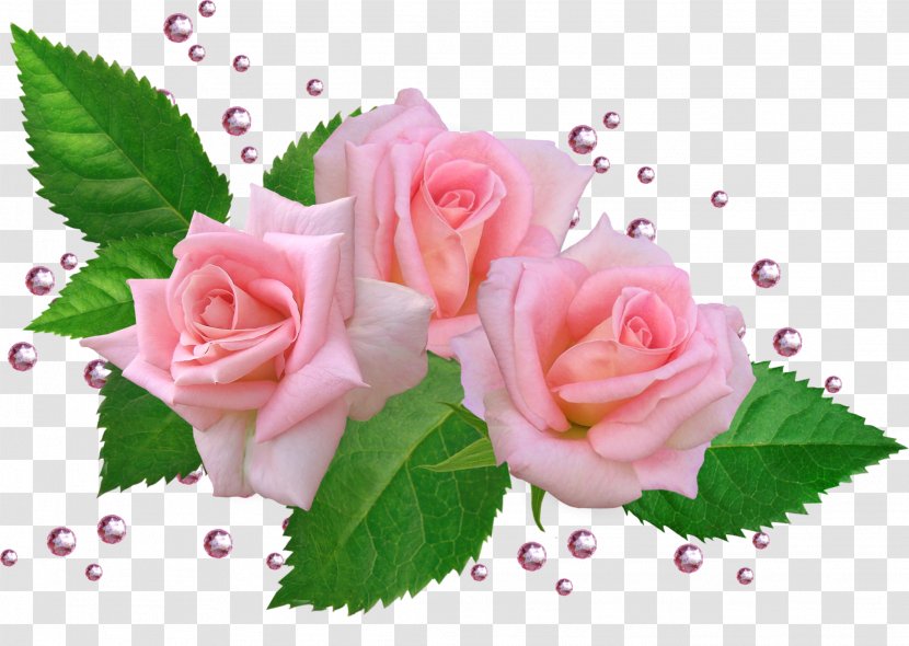 Garden Roses Cabbage Rose Cut Flowers Floral Design - Flower Arranging Transparent PNG