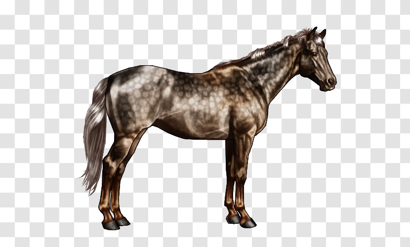 Appaloosa American Quarter Horse Andalusian Stallion Markings - Mare - Sorrel Transparent PNG