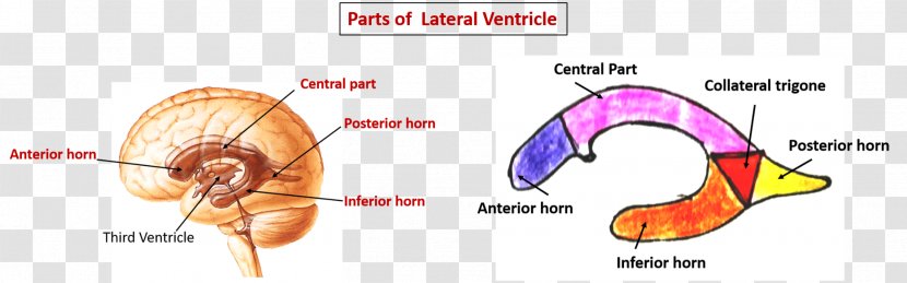 Lateral Ventricles Ventricular System Brain Choroid Plexus Tela Chorioidea - Cartoon Transparent PNG