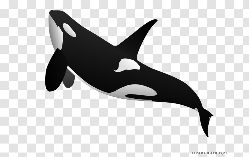 Clip Art Killer Whale Cetacea Vector Graphics Shamu - Dolphin - Blue Transparent PNG