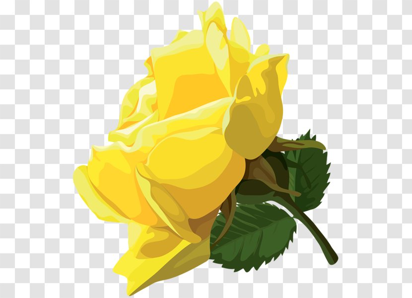 Centifolia Roses Garden Clip Art - Petal - Yellow Rose Transparent PNG