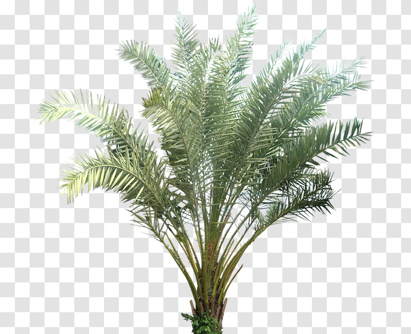 Phoenix Sylvestris Date Palm Plant Arecaceae Tropics - Leaves Transparent PNG