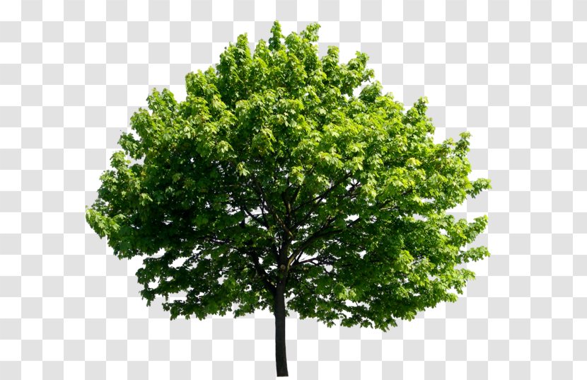 Tree Banyan Ulmus Minor English Oak - Branch - Brad Pitt Transparent PNG