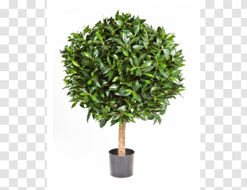 Dwarf Umbrella Tree Image London Plane Plants - Bay Laurel Transparent PNG