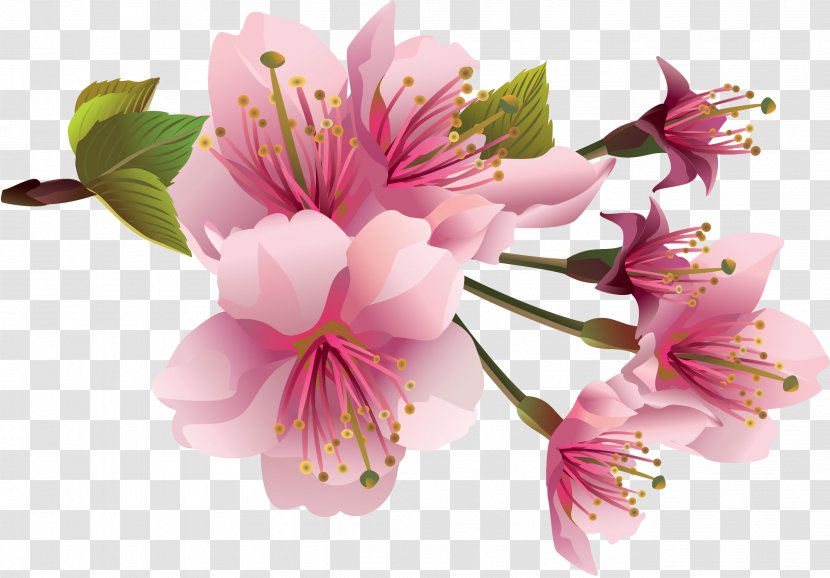 Flower Cherry Blossom Clip Art - Cut Flowers - Spring Transparent PNG