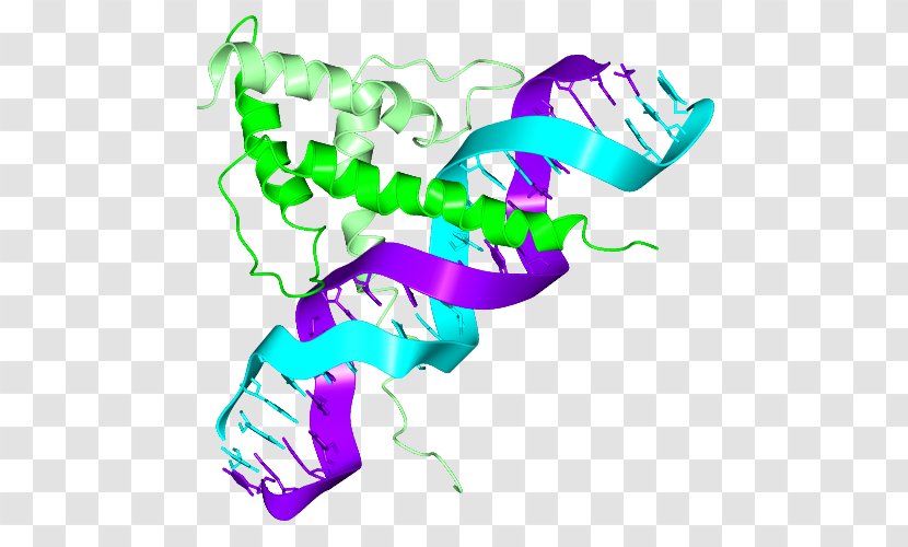 Basic Helix-loop-helix Structural Motif Helix-turn-helix DNA-binding Domain - Artwork - Helixloophelix Transparent PNG