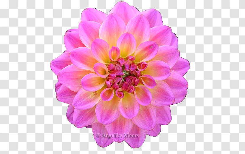 Dahlia Chrysanthemum Cut Flowers Petal Magenta Transparent PNG